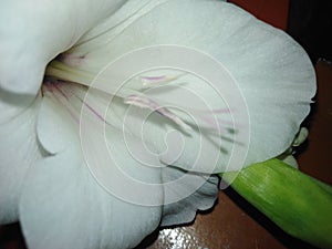 Speechless beauty of white lile flower photo