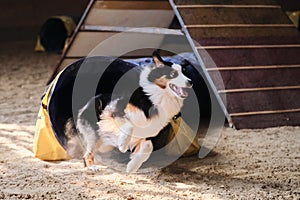 Speed and agility, sports with dog. Agility competitions. Australian Shepherd Aussie black tricolor quickly runs out of tunnel and