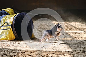 Speed and agility, sports with dog. Agility competitions. Black and tan Miniature Schnauzer dog runs out of tunnel and sand flies