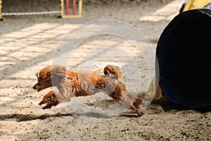 Speed and agility, sports with dog. Agility competitions. Dog of breed toy poodle of red color runs out of tunnel and sand flies