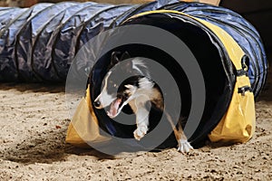 Speed and agility, sports with pet. Agility competitions. Black and red border collie dog with tan quickly runs out of tunnel and