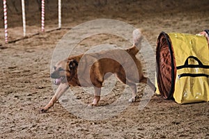 Speed and agility, sports with pet. Agility competitions. Mongrel dog without breed of red color quickly runs out of tunnel and