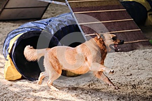 Speed and agility, sports with pet. Agility competitions. Mongrel dog without breed of red color quickly runs out of tunnel and