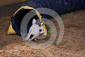 Speed and agility sports with pet. Agility competitions. White and red wire haired Jack Russell terrier quickly runs out of tunnel