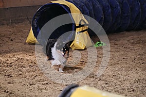 Speed and agility, sports with pet. Shetland Shepherd Dog. Agility competitions. Black colored sheltie quickly runs out of tunnel