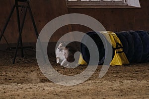 Speed and agility, sports. Shetland Shepherd Dog. Agility competitions. Red colored sheltie dog runs out of tunnel and sand flies