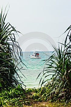 Speed boat moored at shore side, view from forest beach. Seascape view with forest tree and boat. Peaceful beach with yacht and t