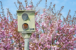 Speed check with Japanese cherry blossom photo