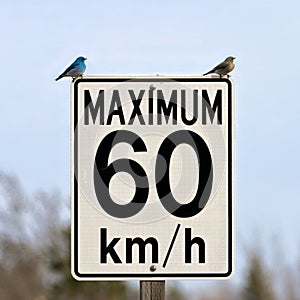 Speed limit sign reinforced by a couple of mountain bluebirds