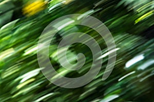 Speed nature abstract green background forest trees blurred