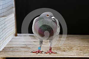 Speed racing pigeon bird in home loft
