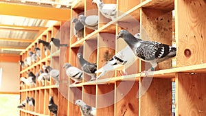 Speed racing pigeon bird in home loft