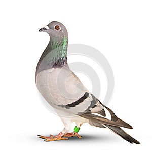 Speed racing pigeon bird isolate white background