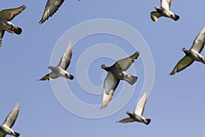 Speed racing pigeon flying against clear blue sky