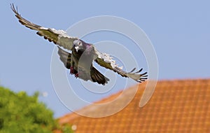 Speed racing pigeon flying to home loft