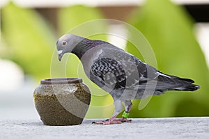 Speed racing pigeon flying to home loft