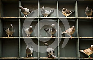 Speed racing pigeon perching  in home loft photo