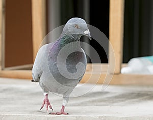 Speed racing pigeon standing on home loft roof