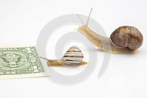 Speed to achieve financial well-being. snails run to the finish line with money. breakthrough and perseverance in the business.