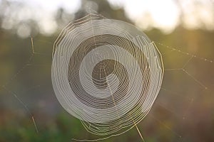 speeder web in forest