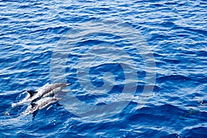 Speeding Dolphin Couple
