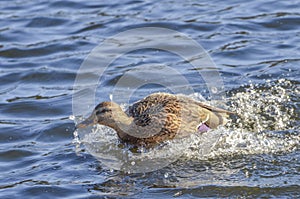 Speeding Mallard