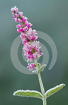 Speedwell flower