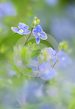 Speedwell flower, veronica officinalis, a  flowering plant family Plantaginaceae