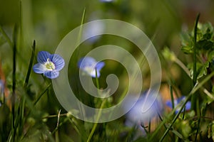 Speedwell, GewitterblÃ¼mchen in green spring garden