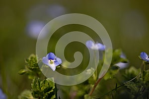 Speedwell, GewitterblÃ¼mchen in the green spring garden