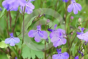 Speedwell, Lobelia erinus, blue flowers in garden