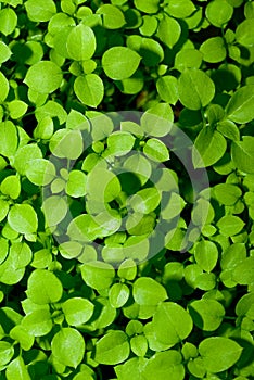 Speedwell weed background photo