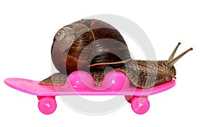 Speedy snail like car racer. Concept of speed and success. Wheels are blur because of moving. Grape Snail riding on a