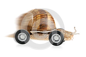 Speedy snail on wheels photo