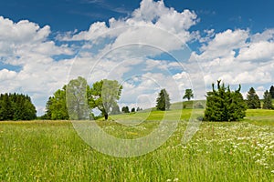 Speing day with flower meadow and trees