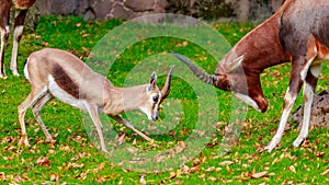 Speke gazelle headbutt with Bontebok Antelope