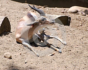 Speke's Gazelle