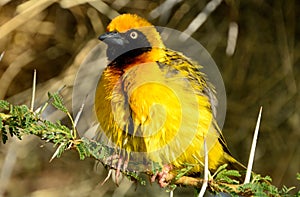 Speke's weaver, Amboseli National Park, Kenya