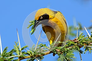 Speke's weaver, Amboseli National Park, Kenya