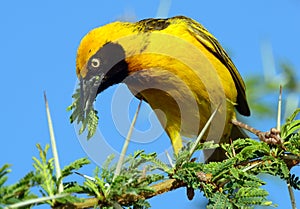 Speke's weaver, Amboseli National Park, Kenya