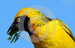 Speke's weaver, Amboseli National Park, Kenya