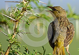 Speke's weaver, Amboseli National Park, Kenya