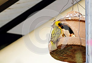 A Speke's Weaver, Kenya