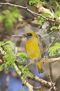 Speke's weaver (Ploceus spekei).