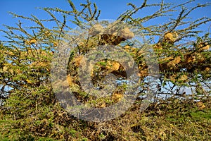 Speke's weavers' nest, Amboseli National Park, Kenya