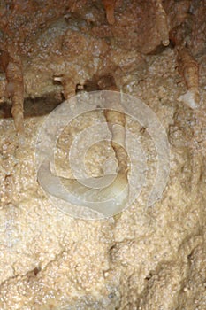 Speleothem Fish Hook