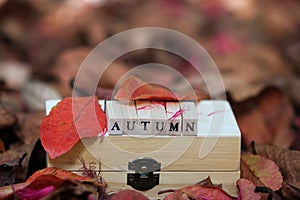 spellings for the word autumn on a red and orange autumn leaves background