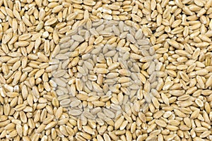 Spelt background, kind of wheat