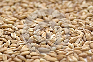 Spelt closeup