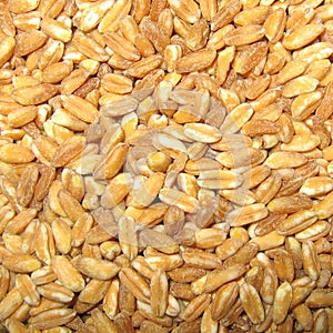Spelt closeup